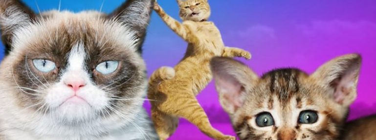 MEOW! ENJOY THE 10 MOST PURRR-FECT CAT VIDEOS