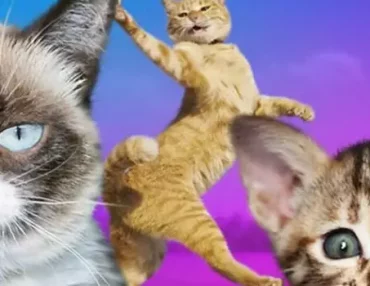 MIAOU ! LE TOP 10 DES VIDÉOS DE CHATS