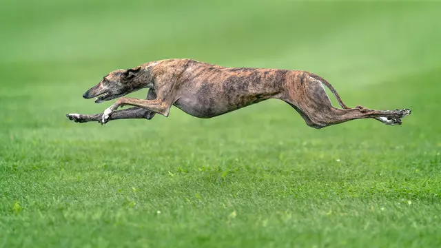 greyhound